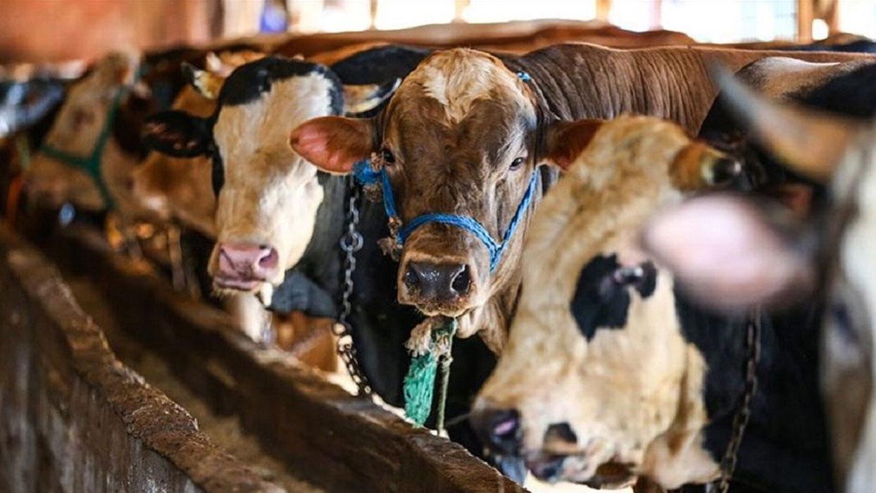 Hayvancılık destek projeleriyle gelişiyor
