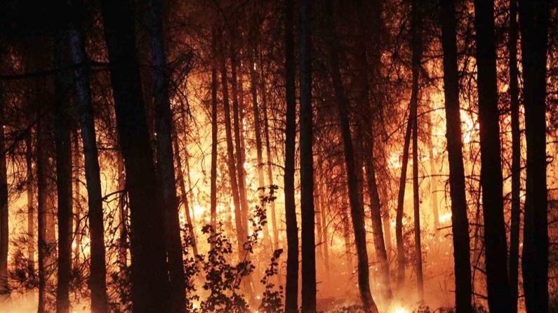 Muğla ve Aydın'da 1 Ocak-20 Kasım tarihleri arasında 819 hektar alan yandı