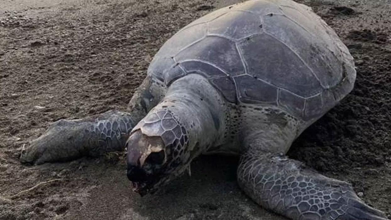 Sahile ölü Caretta deniz kaplumbağası vurdu