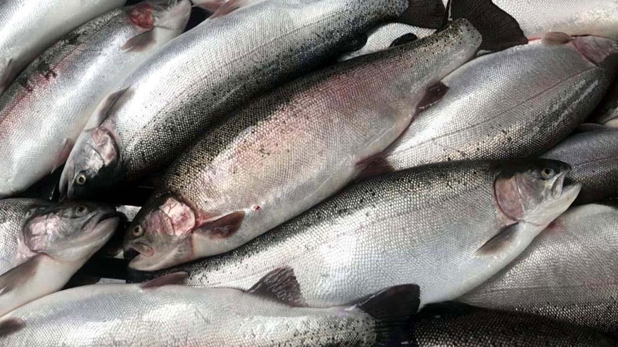 Doğu Karadeniz'in Türk somonu ihracatı yüzde 41 arttı