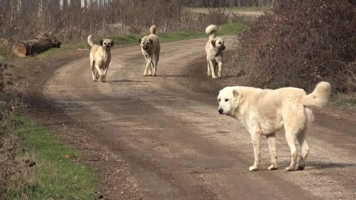Ankara'da sahipsiz köpek saldırısına soruşturma açıldı