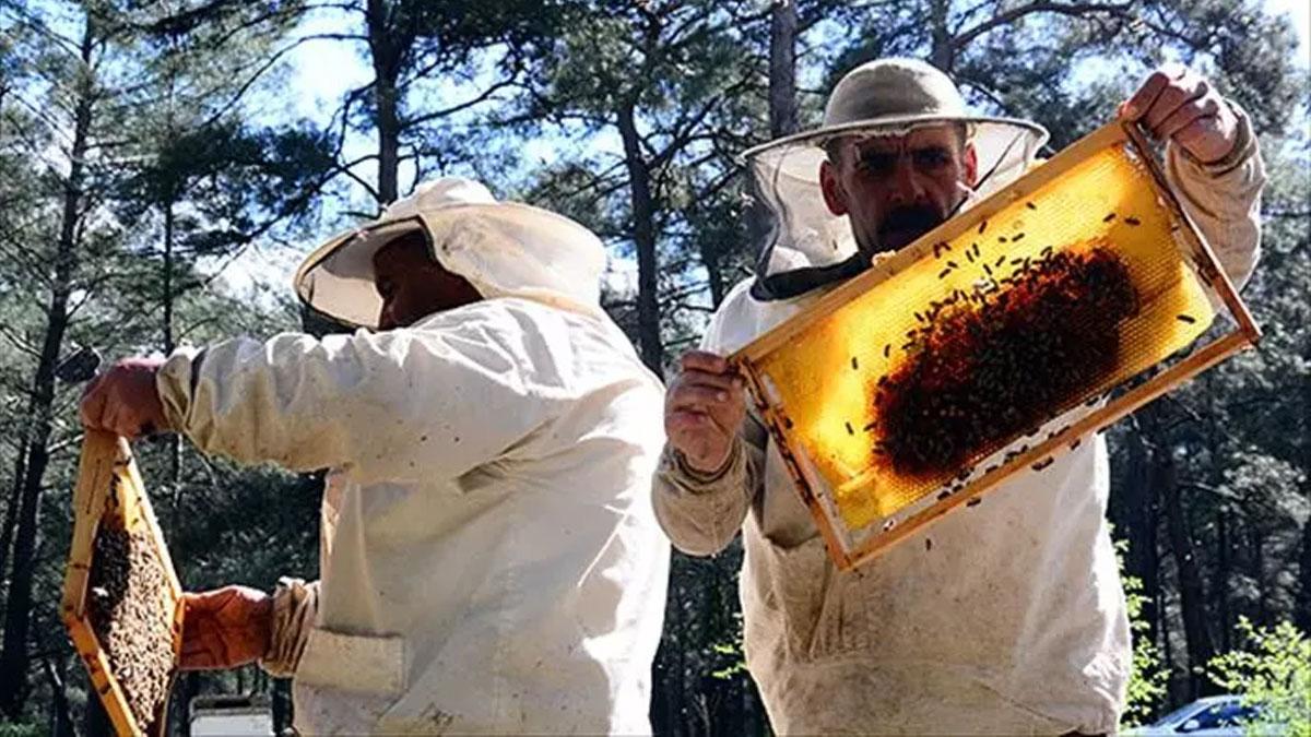 Bal ihracatı Türkiye'ye 32 milyon dolar kazandırdı