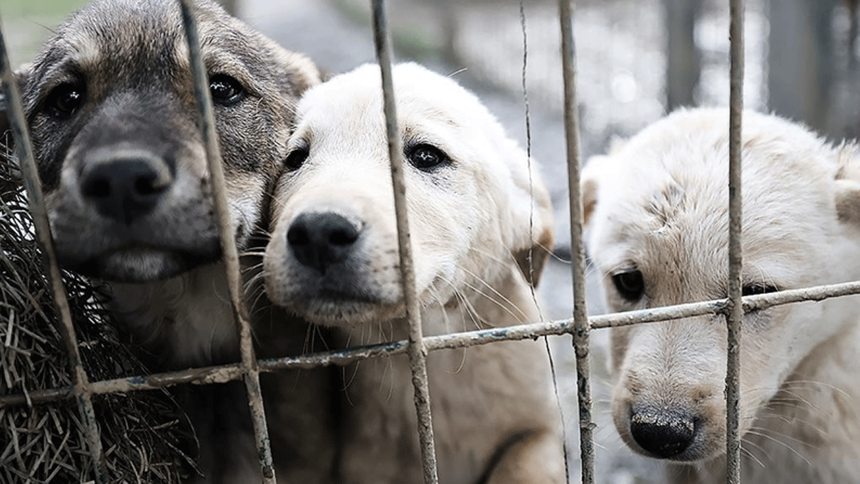 Köpeği öldüren sanıktan ilginç savunma: "Hayvanları çok seviyorum"