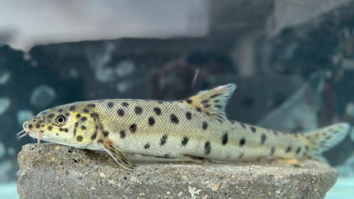 Bakan Yumaklı, leopar sazanının Dicle Nehri'nde tespit edilmesini değerlendirdi: