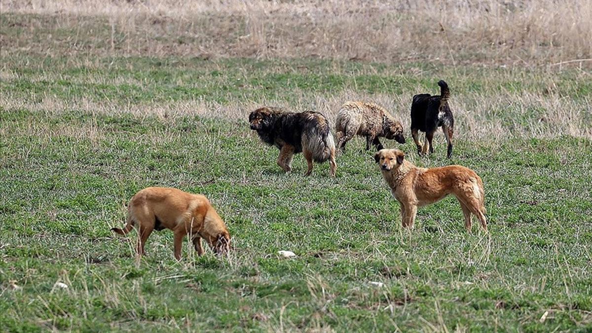 Antalya'da sahipsiz köpeklerin saldırdığı 75 yaşındaki avukat, belediye hakkında suç duyurusunda bulundu