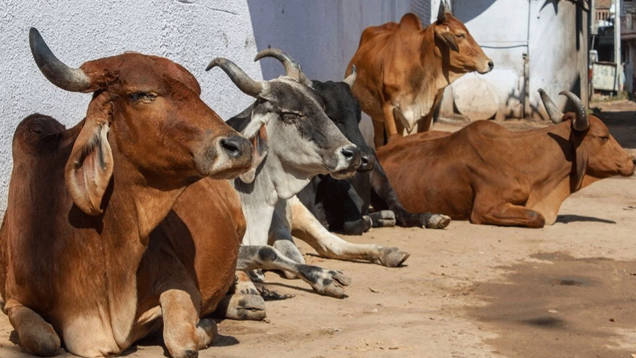 Hindistan'da inekleri keserek suçu Müslümanlara atan 4 aşırı Hindu milliyetçisi yakalandı