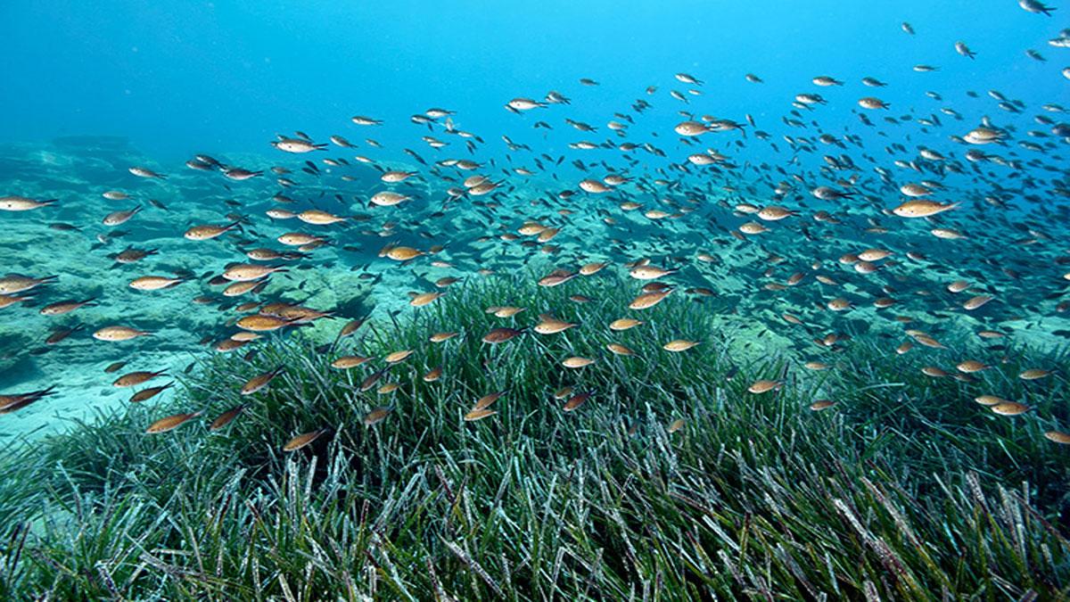 İklim değişikliğine karşı daha dirençli bir Türkiye için deniz çayırları haritalandırılacak