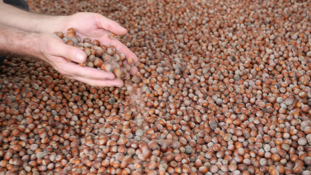 Ordu'da fındığın kilogramı 115 liradan işlem görüyor