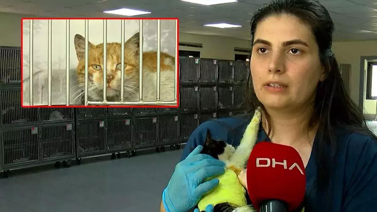 Eyüpsultan'da kedilere kezzap atan sanığın 7 yıla kadar hapsi istendi