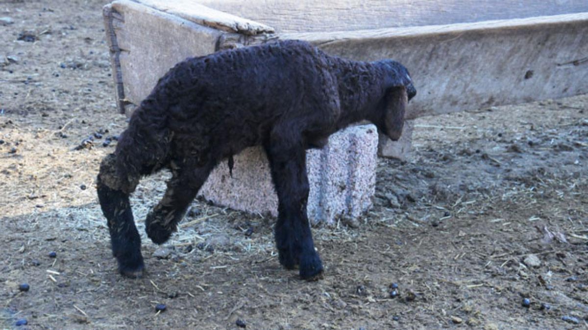 Muş'ta 3 ayaklı oğlağa bebek gibi bakılıyor