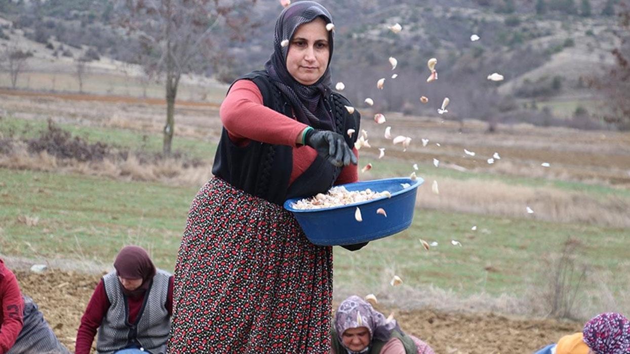 Taşköprü sarımsağı hava sıcaklıklarının yüksek seyretmesi nedeniyle bu yıl toprakla erken buluşturuldu