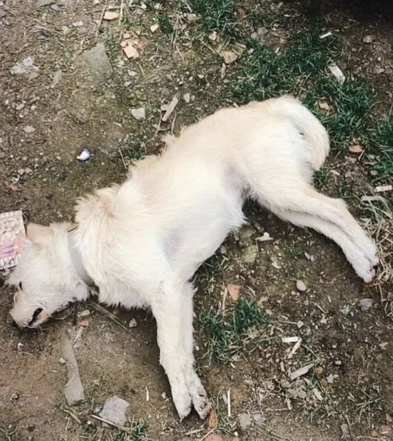Çanakkale'de zehirlendiği belirlenen 14 köpek telef oldu