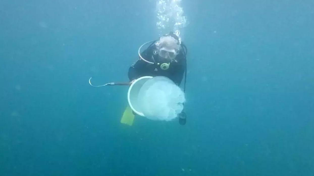 Antalya Körfezi'nde görülen denizanaları korkuttu