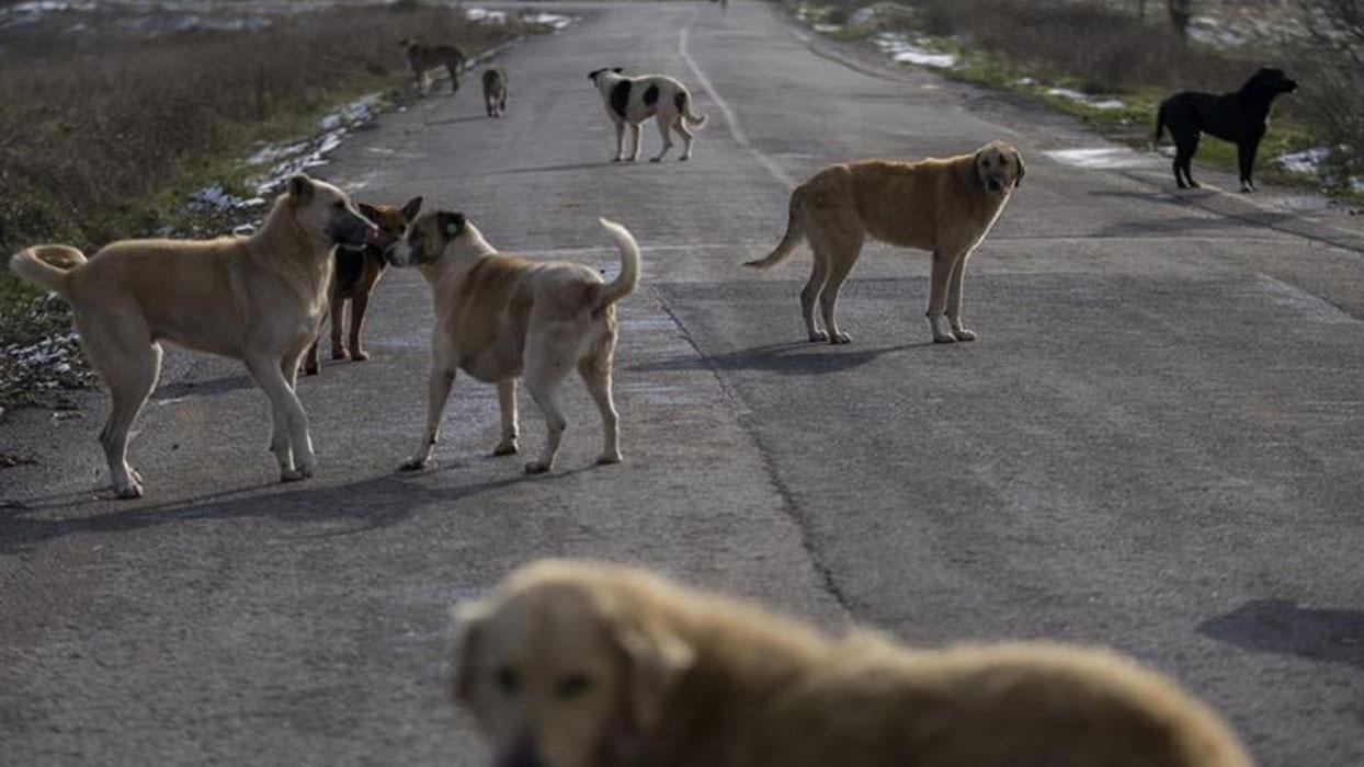 Sokaklarda saldırgan köpek kalmayacak
