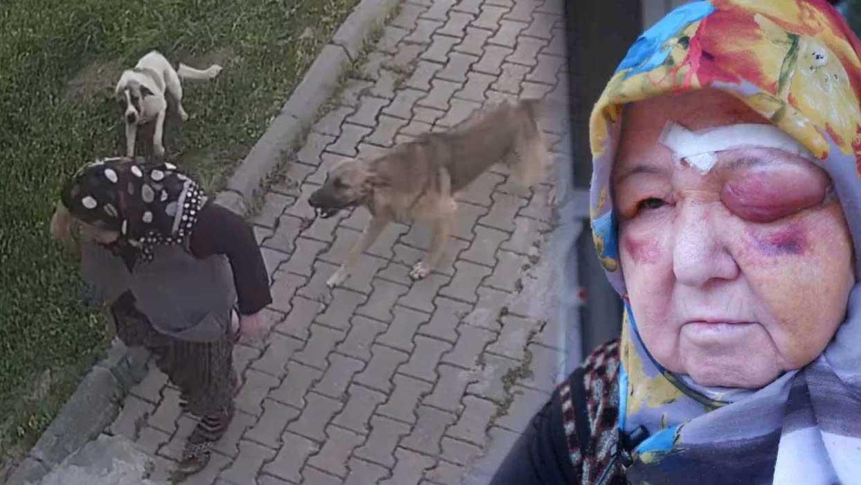 Başıboş köpek dehşeti kamerada: Yaralanan kadın tanınmaz hale geldi  