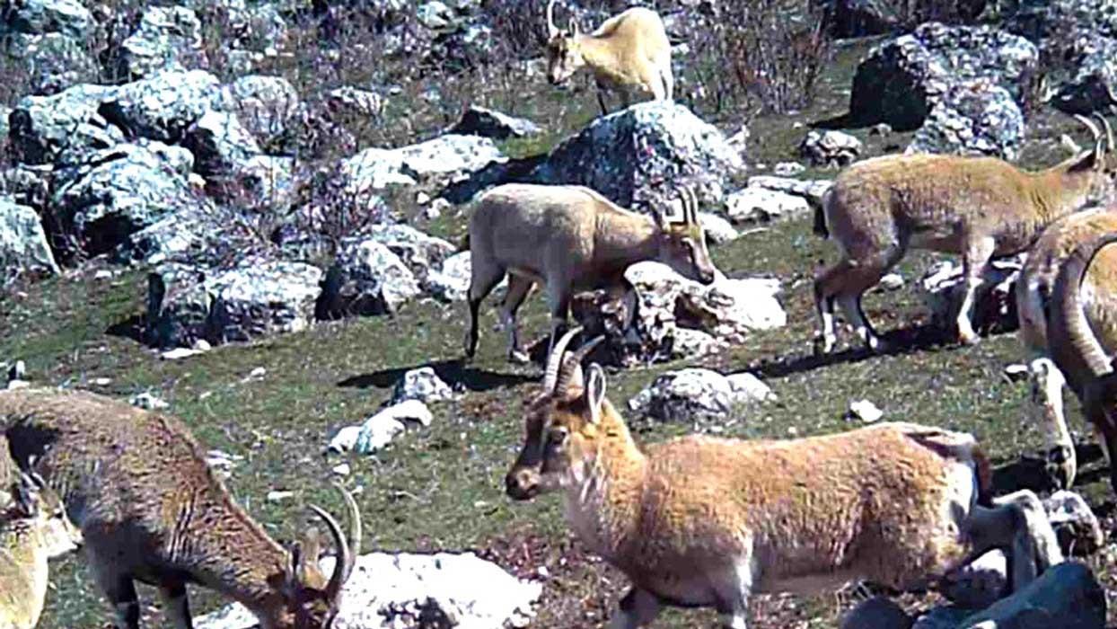 Yaban keçisi sürüsü fotokapanla görüntülendi