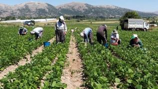 Mevsimlik tarım işçilerinin haklarını düzenleyen cumhurbaşkanlığı genelgesi Resmi Gazete'de 