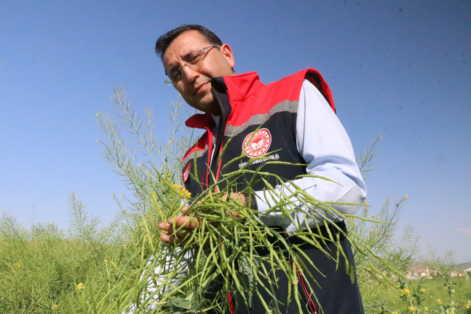 Siirt'te deneme amaçlı ekilen "yem şalgamı" bitkisinin hasadı yapıldı