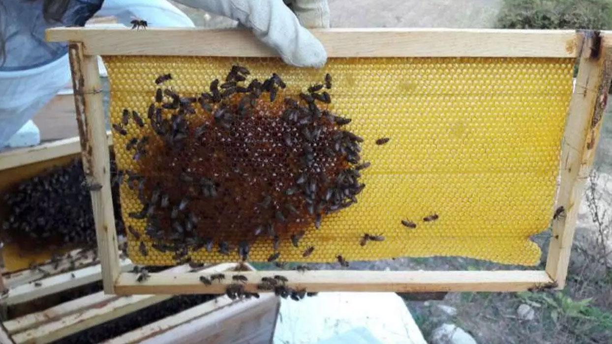 Gezginci arıcılar ile genç ve kadın üreticilere kovan başına ilave destek