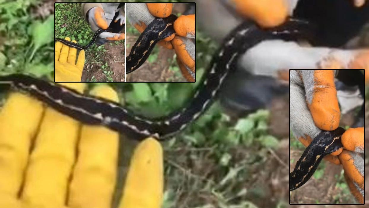 Dünyanın en zehirli yılanları arasında gösterilen Hopa engereği rengi ve tüyleri ile dikkat çekiyor