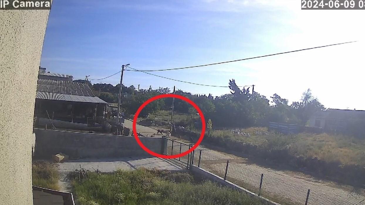 Bandırma'da başıboş köpek dehşeti kamerada...Kadın çığlıklar içinde yerde kaldı