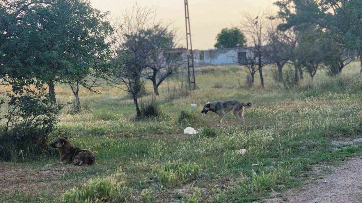 Akyurt'ta başıboş köpekler 4 koyunu telef etti