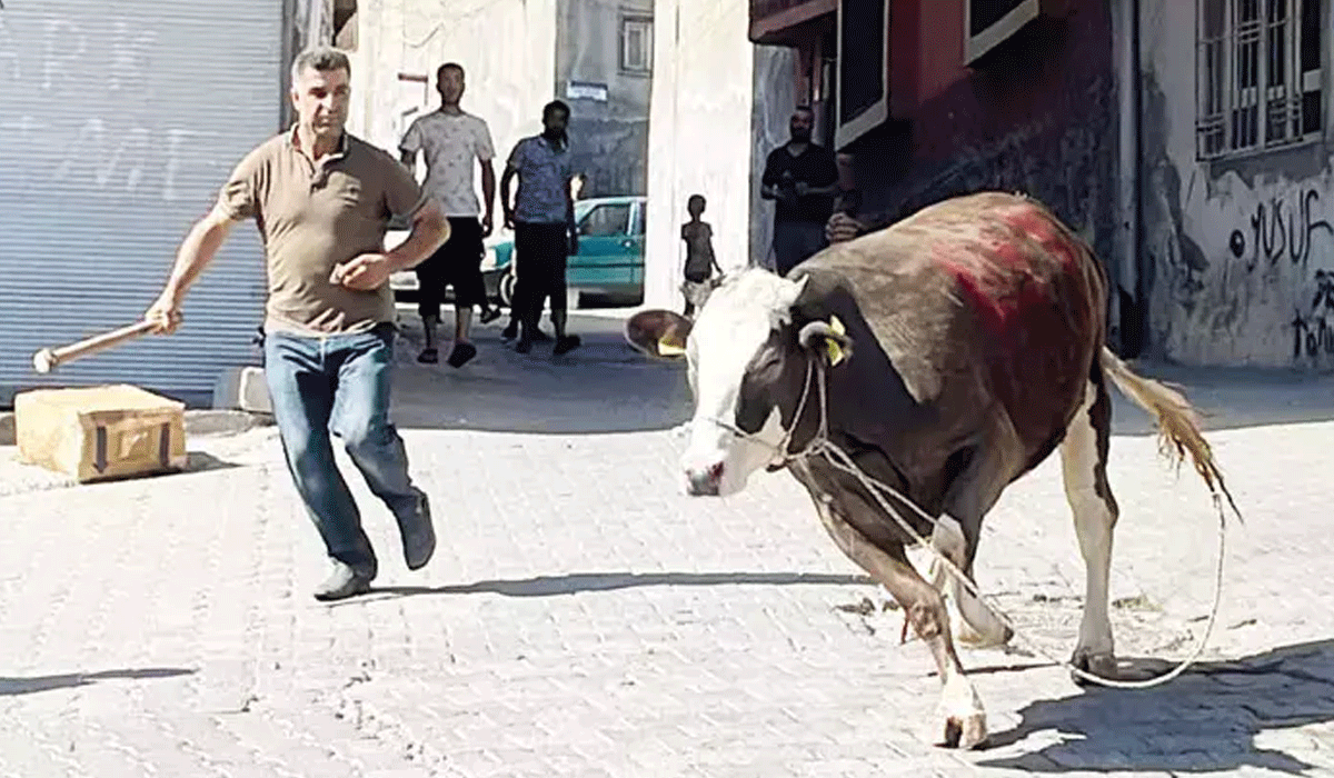 Kaçak kurbanlık kovalamacası