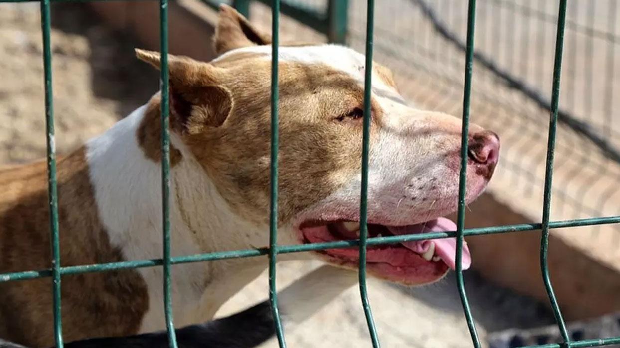 Başıboş pitbull dehşeti! Gaziosmanpaşa'da 2 kişi yaralandı