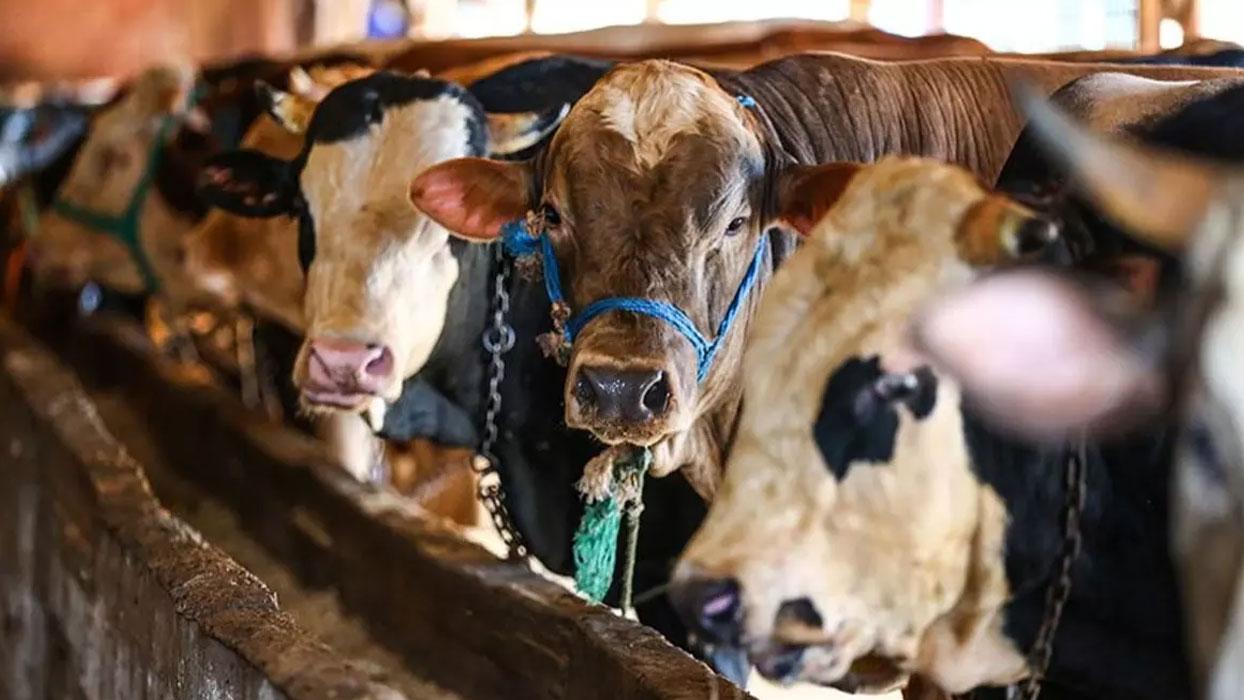 Bayramda 2,2 milyonu küçükbaş 2,7 milyondan fazla kurbanlık satışı yapıldığı tahmin ediliyor