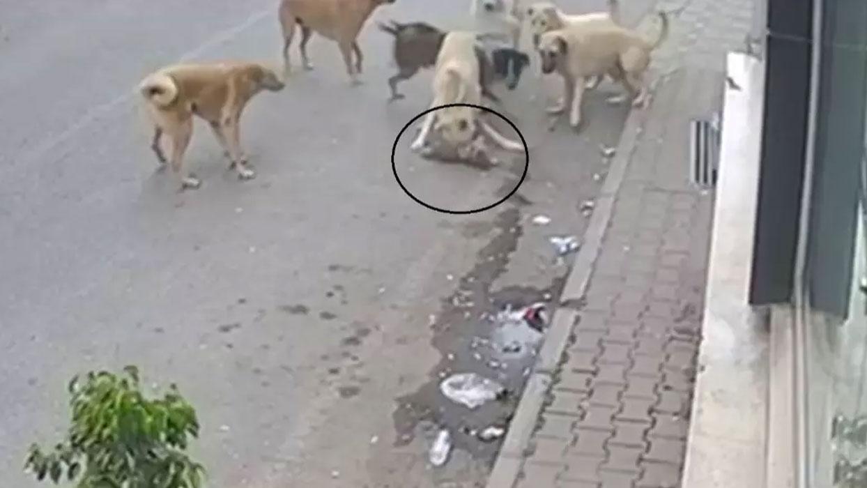 8 köpek 1 kediyi parçaladı: Kan donduran anlar güvenlik kamerasına yansıdı