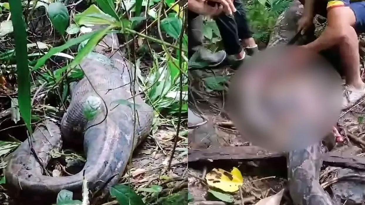 Endonezya'da 9 metrelik piton, bir kadını yuttu