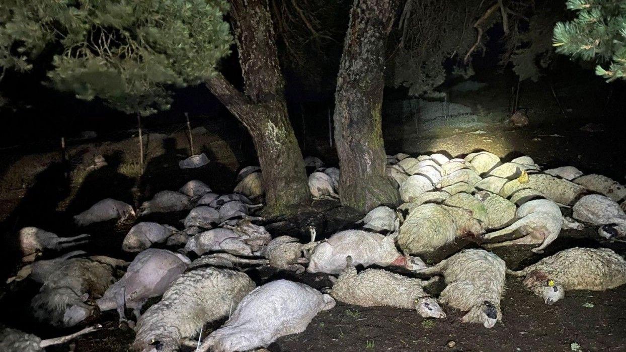 Sağanak sırasında yıldırım düştü, 76 koyun öldü