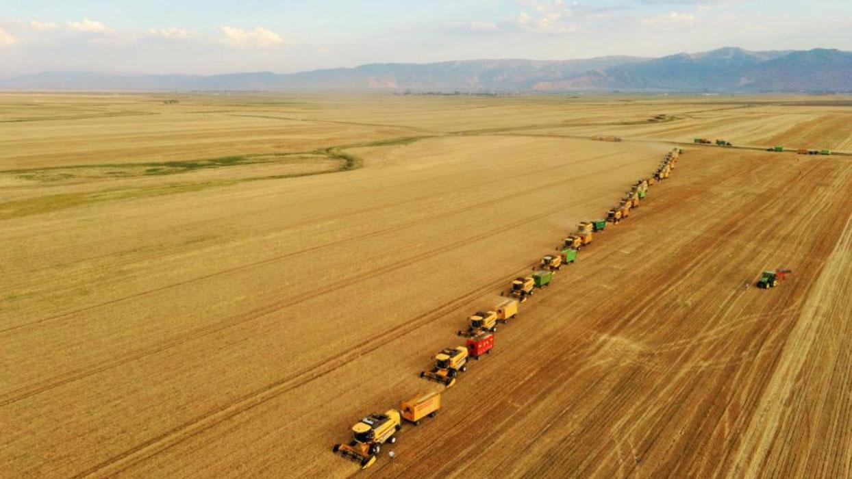 Türkiye'de Kişi Başına 250 Kilogram Buğday Üretiliyor: İlginç Tarım Verileri!