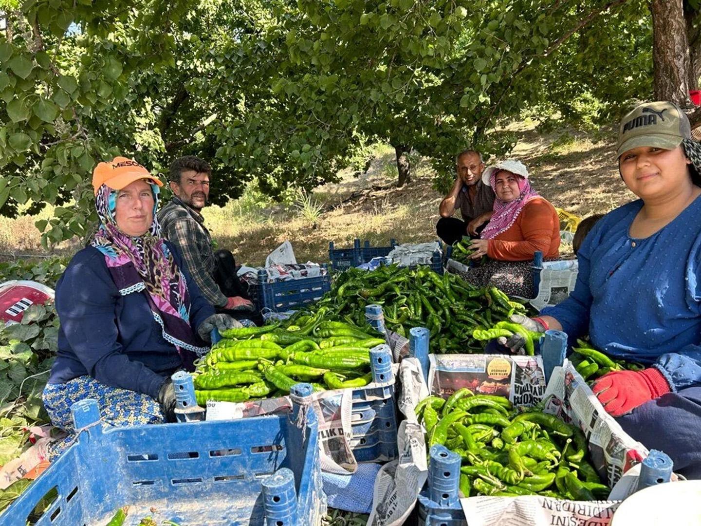 40 derecede en acı biber hasadı