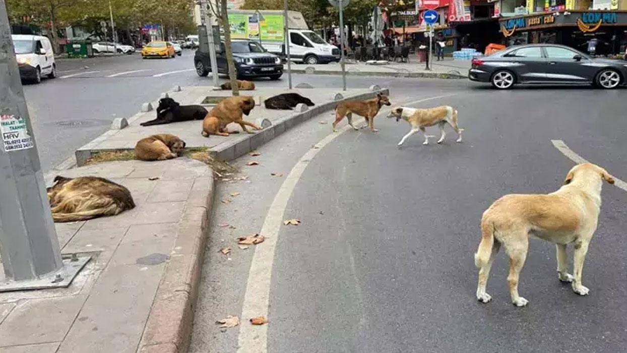 Başıboş köpek düzenlemesi bugün komisyonda görüşülecek