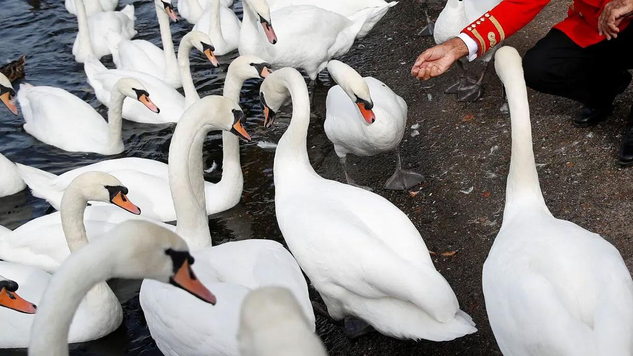 İngiltere'nin 838 yıllık geleneği: Kuğu nüfus sayımı