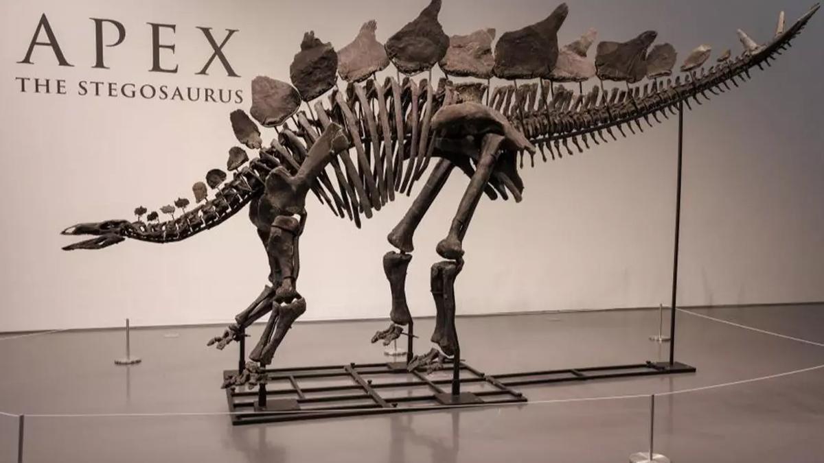 150 milyon yıllık dinozor iskeleti rekor fiyata satıldı