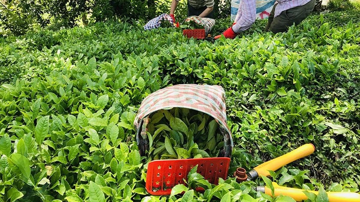ÇAYKUR'da yaş çay serbest alımı başlıyor