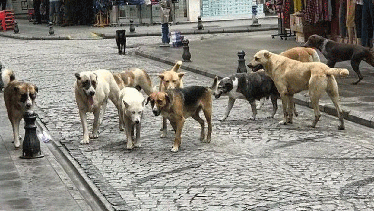 Başıboş köpek düzenlemesi Komisyon'da kabul edildi