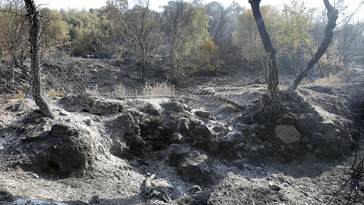 Milas'taki orman yangınında 131 dekar tarım alanı zarar gördü