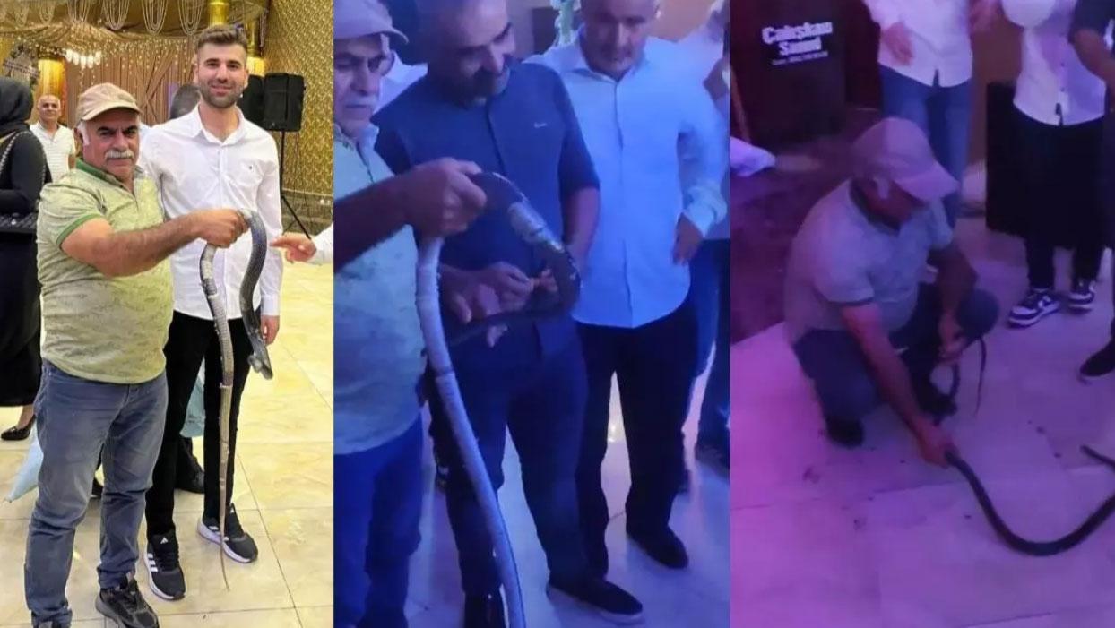 Batman'da ilginç görüntü! Davetli olduğu düğüne yılanla gitti