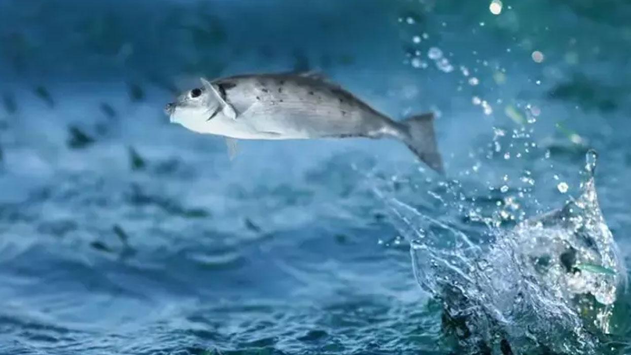Deniz suyunun sıcaklığı balıkların büyümesini olumsuz etkiliyor