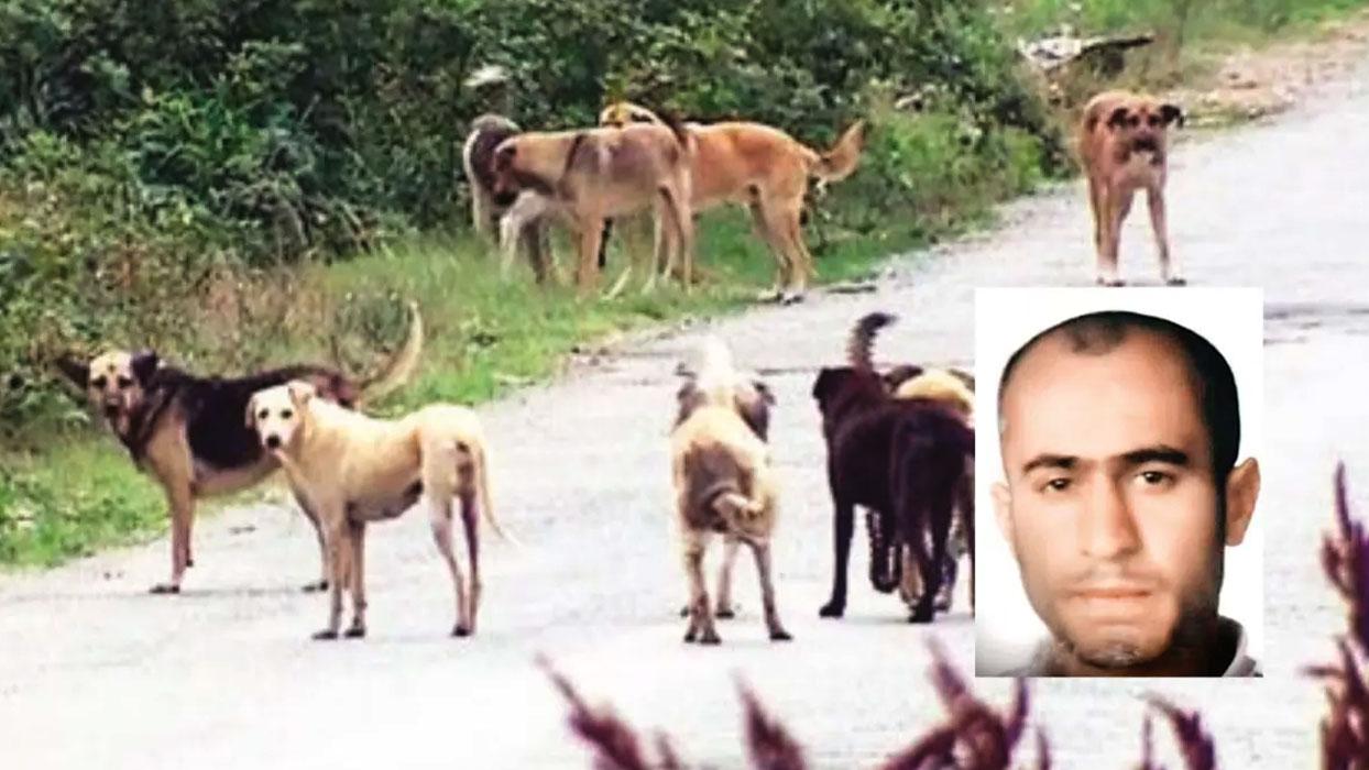 İstanbul'un göbeğinde vahşet... Sokak köpekleri zihinsel engelli adamı öldürdü adamı öldürdü