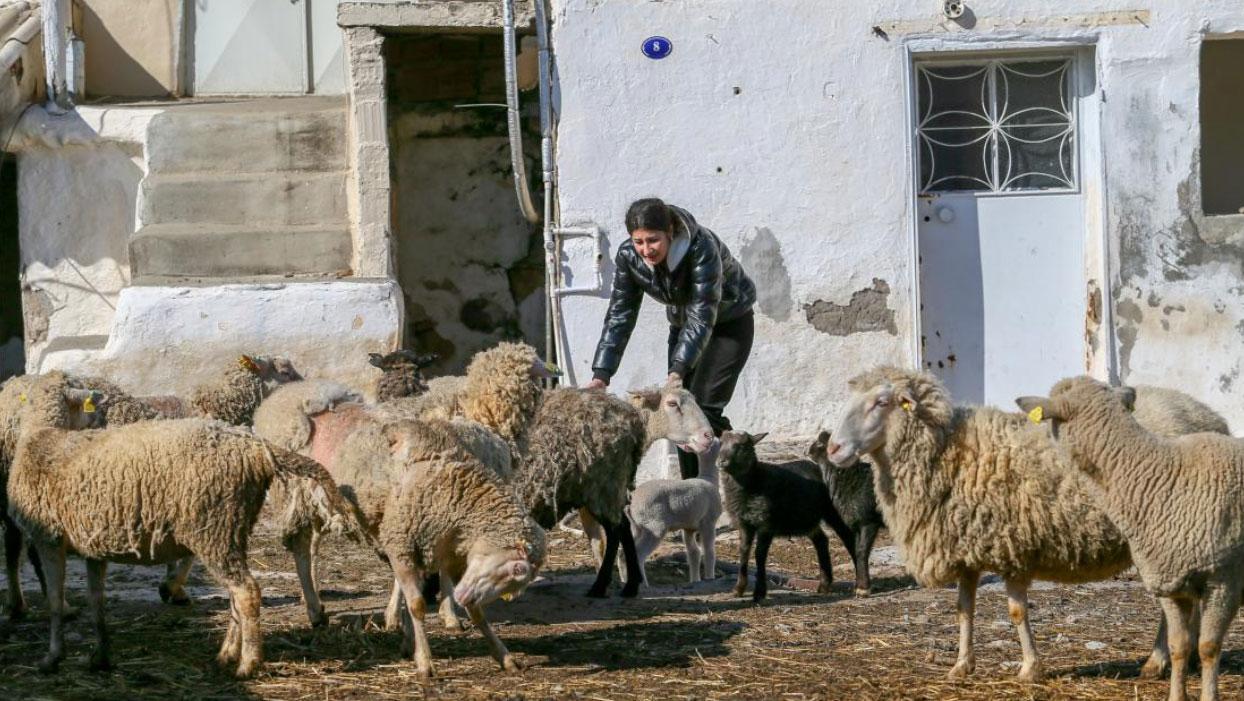 Çoban destek başvuruları 2 Eylül'de başlıyor