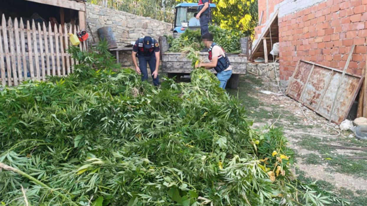 Bahçesinde kenevir yetiştiriyordu: Tutuklandı