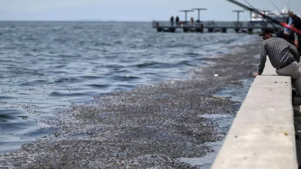 İzmir Körfezi'nde balık ölümleri sürüyor