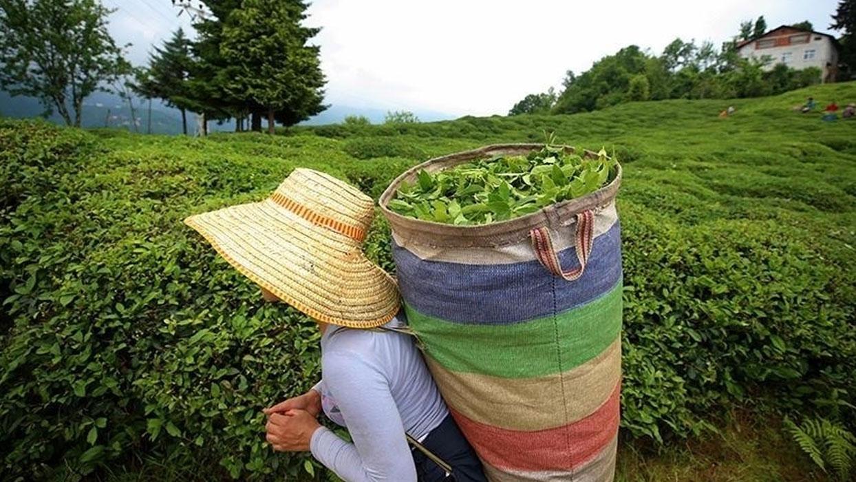 ÇAYKUR, yaş çay bedeli ödemelerine yarın başlayacak