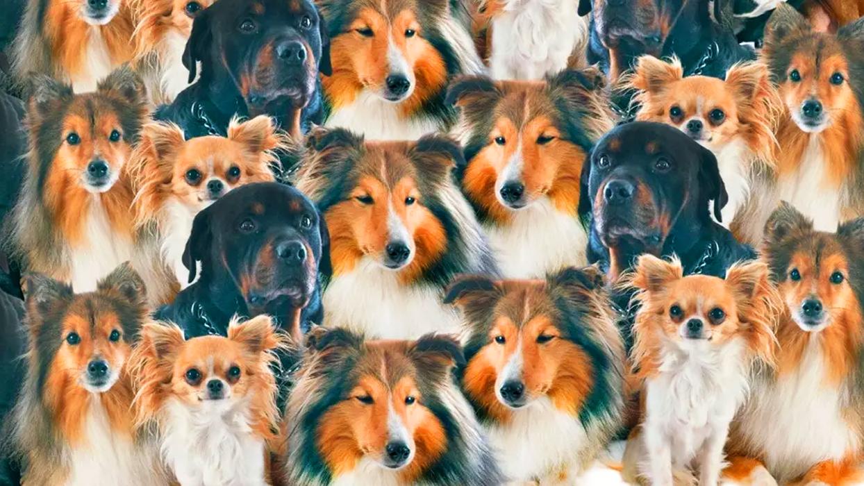 Zeka testi: Köpeklerin arasındaki yavru kedi nerede? 471 kişi denedi 12'si başarılı oldu