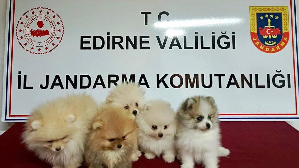 Şüpheli araçtan cins yavru köpekler çıktı