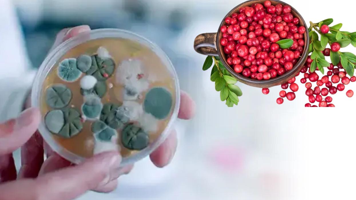 Ağır metalleri vücuttan atıyor! Her yaşta tüketilebiliyor